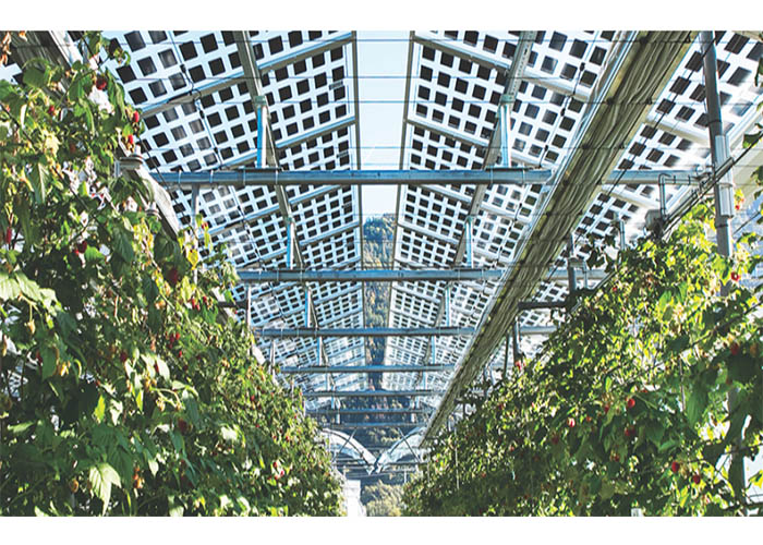 Europe: Photovoltaic agriculture has become a major development trend in the future