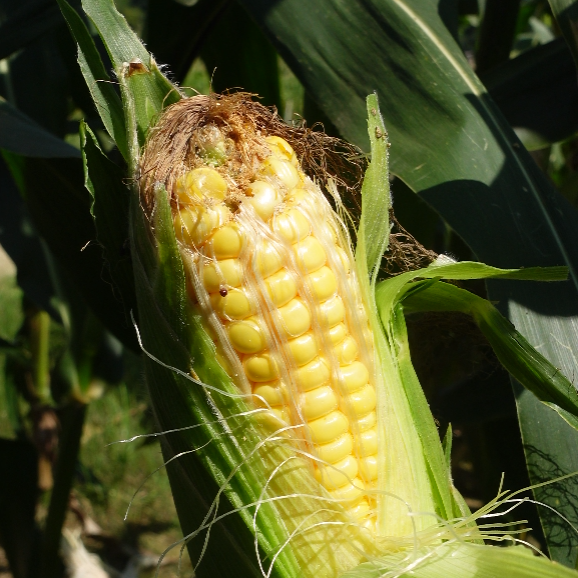 Helping farmers - Corn harvesting
