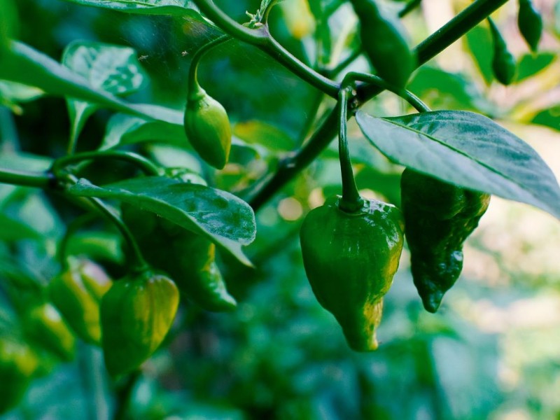 Tempura Chili Crisp Tempura Chili Crisp