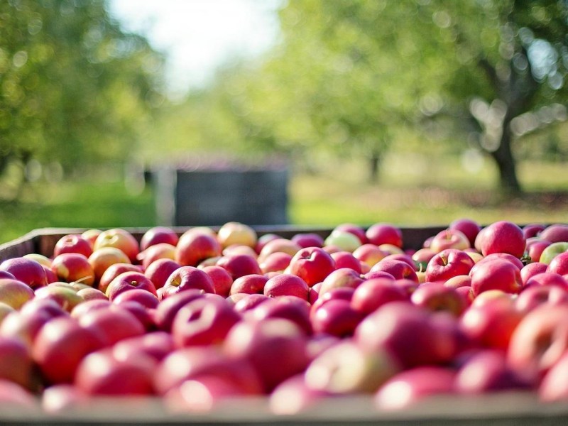 What Is Tempura Apple Crisp Snacks Made of?