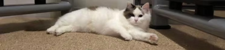 karpet karet anti slip