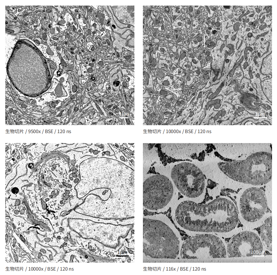 Industrial SEM for Semiconductor Inspection