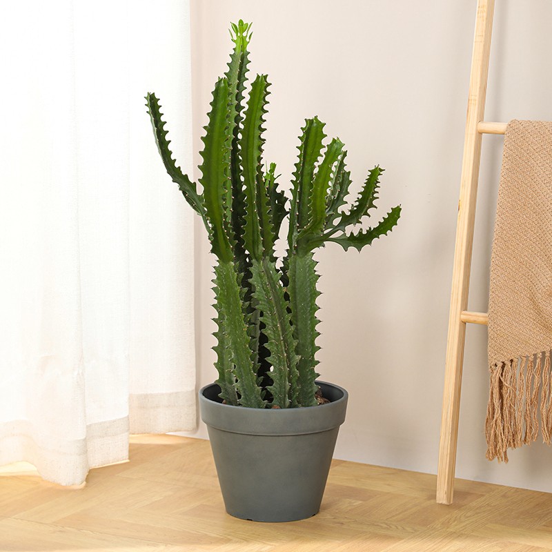 Cement Traditional Step Planter