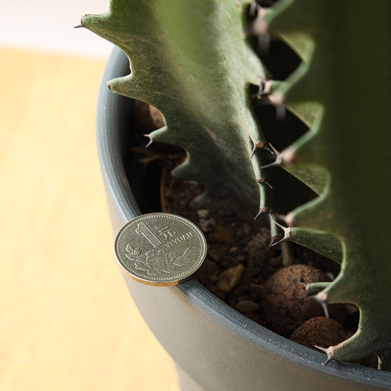 Classic Mathilda Traditional Step Planter