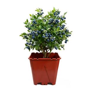 Blueberry Planter