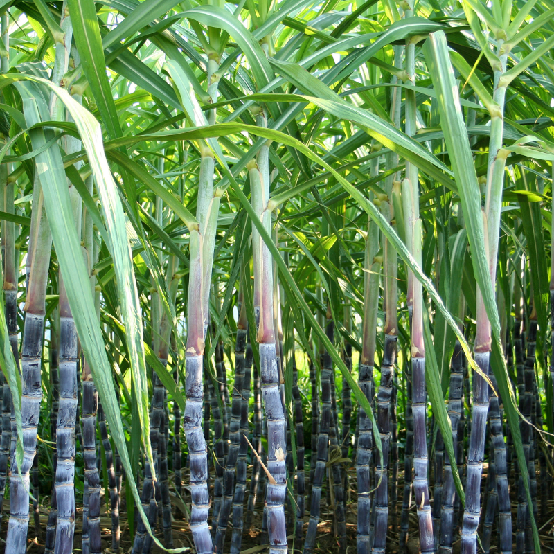 Compostable Breathable BOPLA film for Bouquet Sleeve