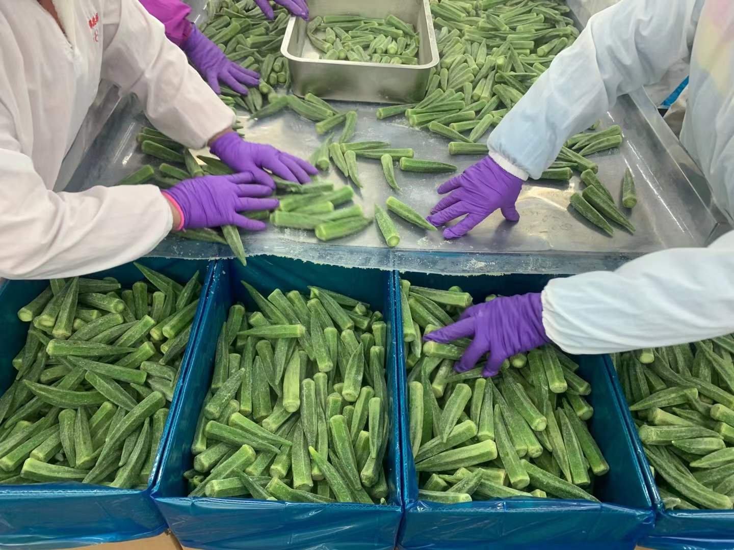 Frozen okra manual sorting - length uniformity for bulk orders