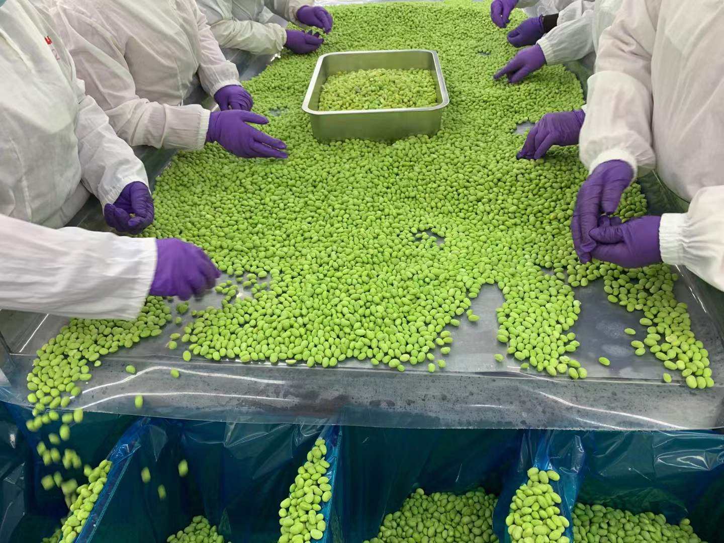 Frozen edamame kernel manual sorting - premium product quality control