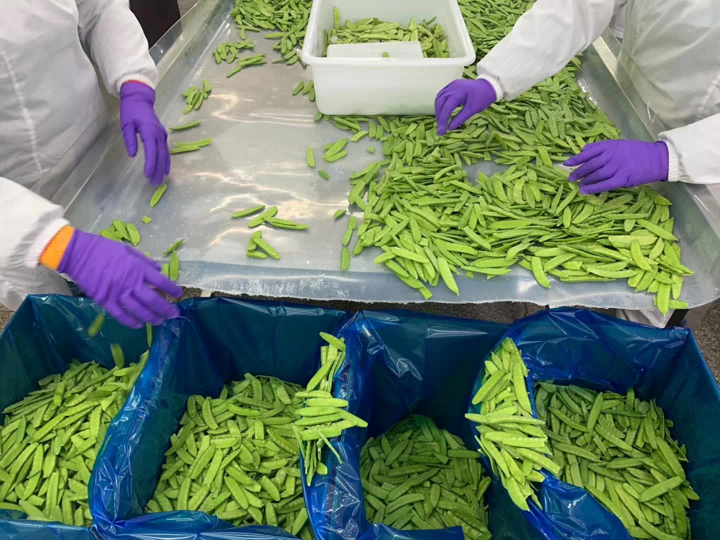 Frozen pea pods manual sorting - bulk packaging preparation