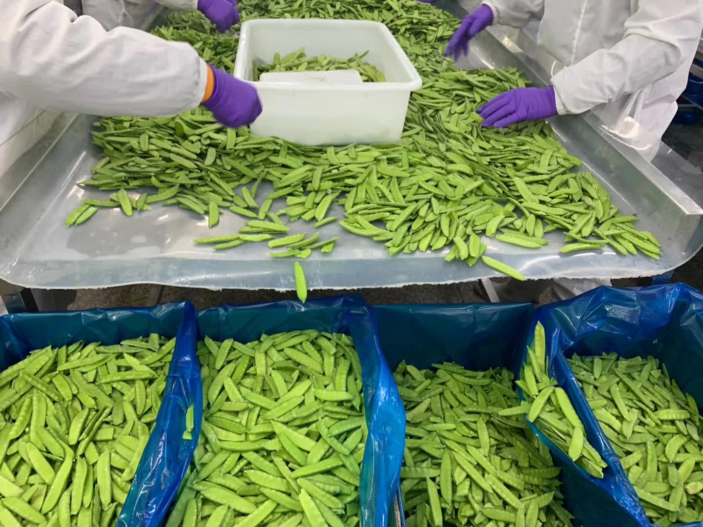 Frozen pea pods manual sorting - freshness control for wholesale