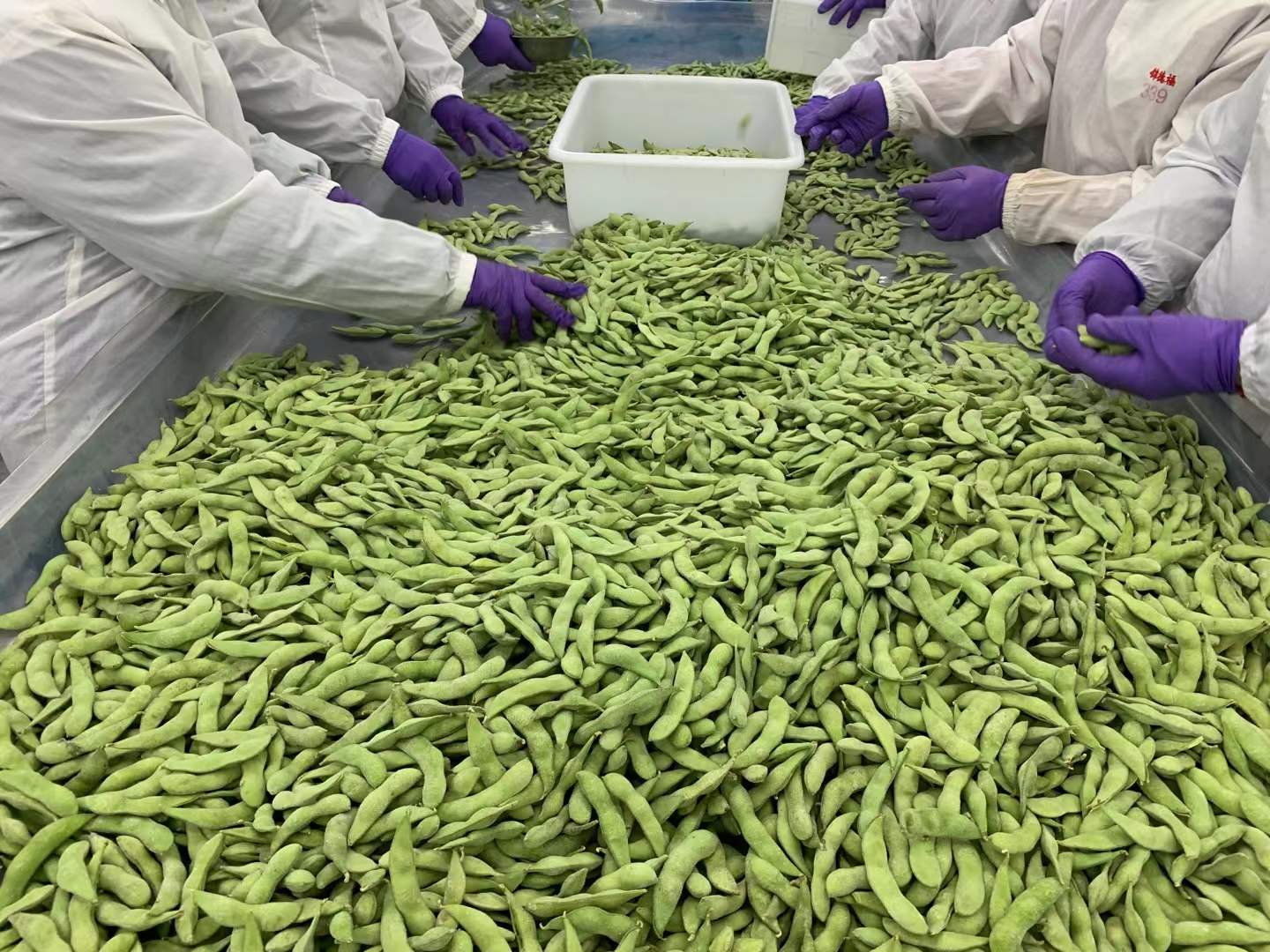 frozen bamboo shoot manufacturer