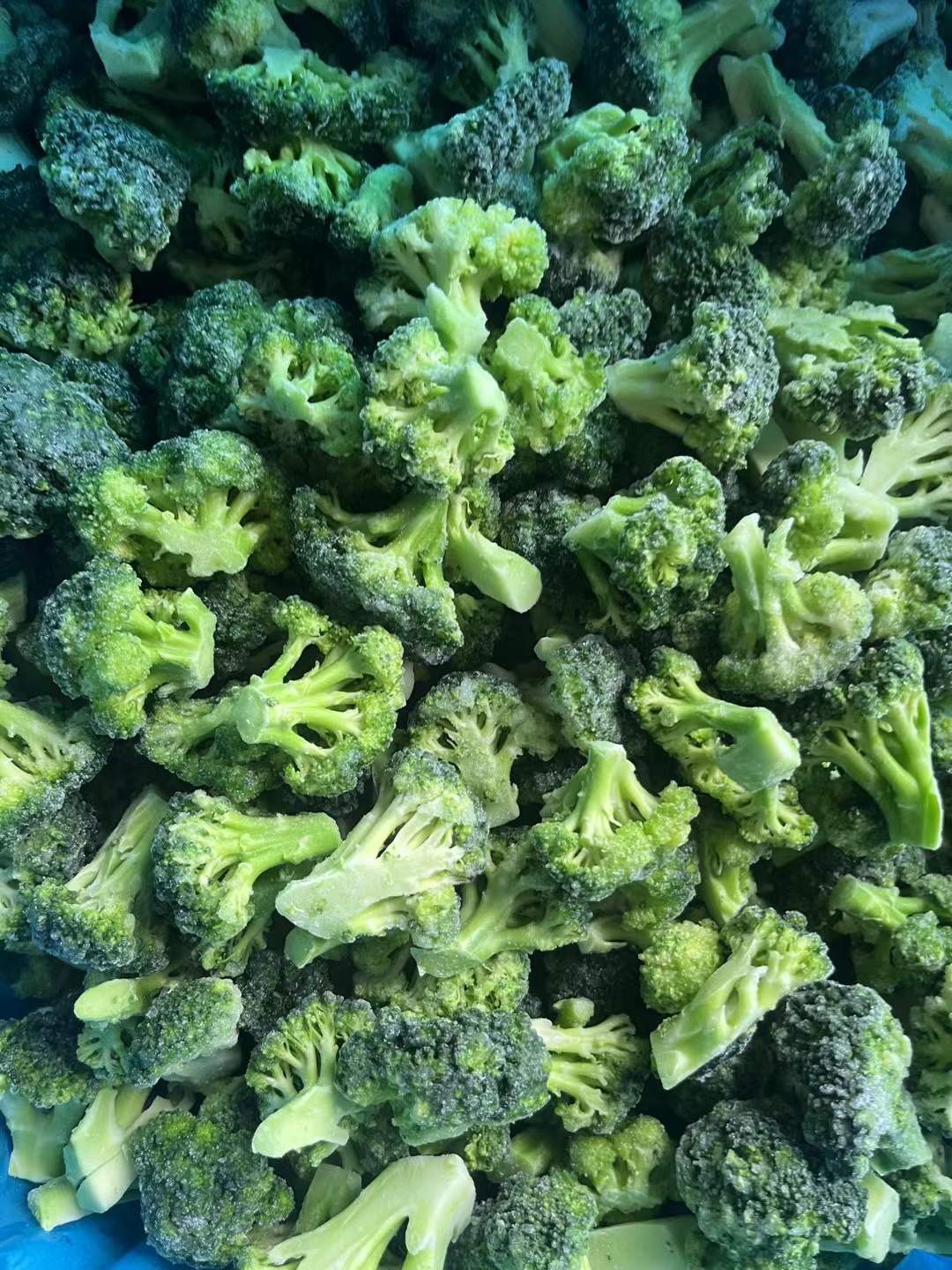 frozen broccoli manufacturer and supplier。