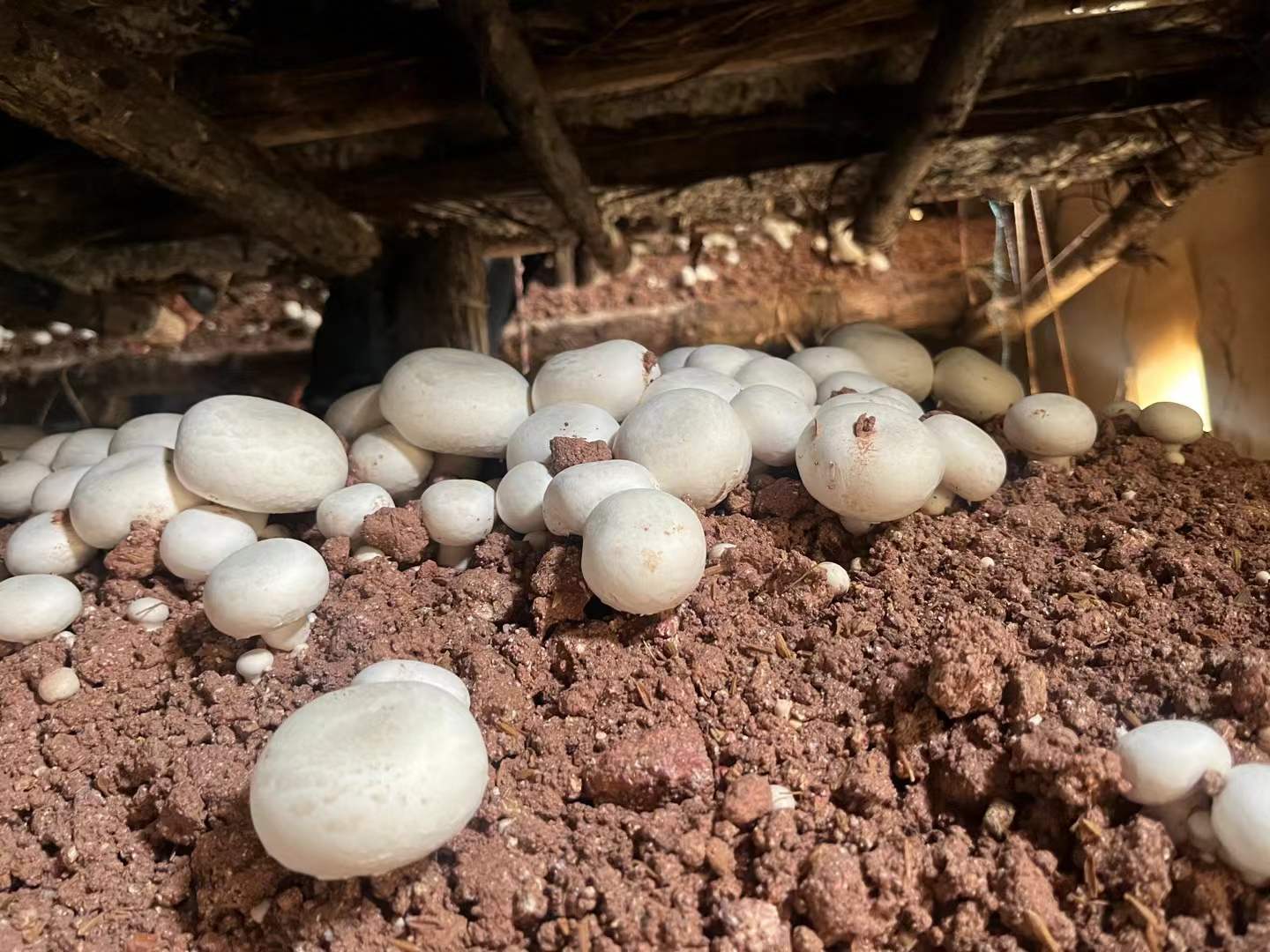 frozen mushroom manufacturer