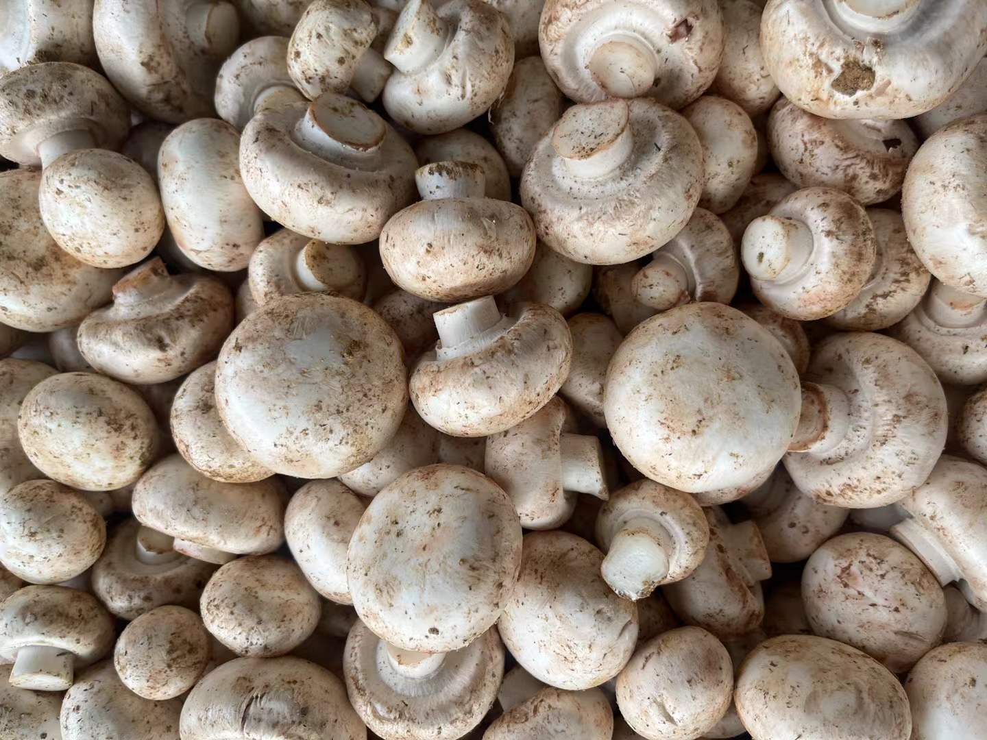 frozen Agaricus Mushroom Sliced