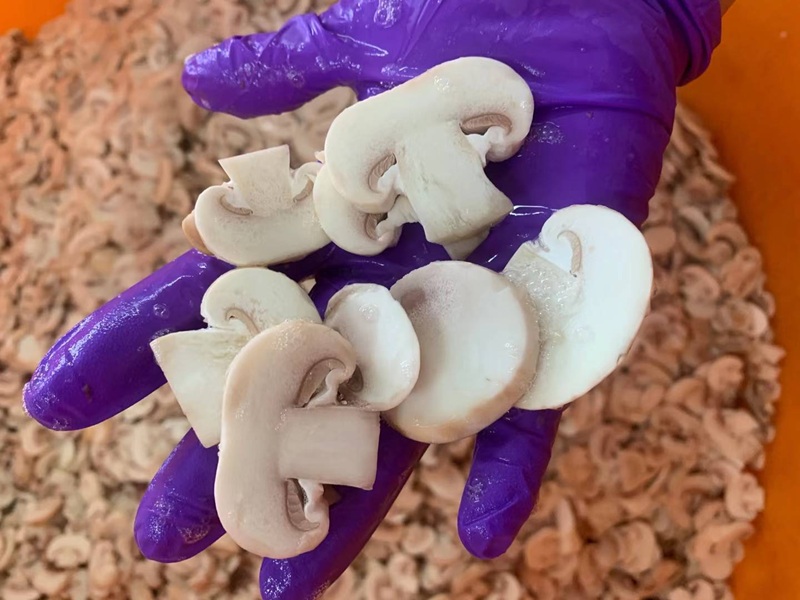 frozen mushroom slices manufacturer frozen Agaricus Mushroom Sliced wholesale