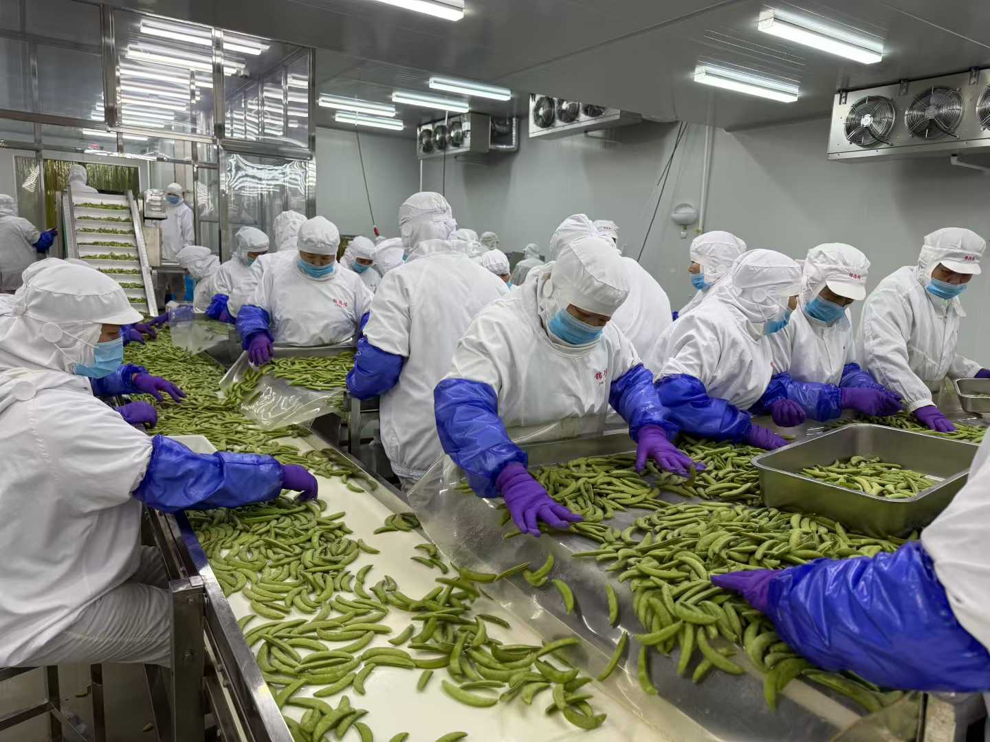 IQF frozen sugar snap pea