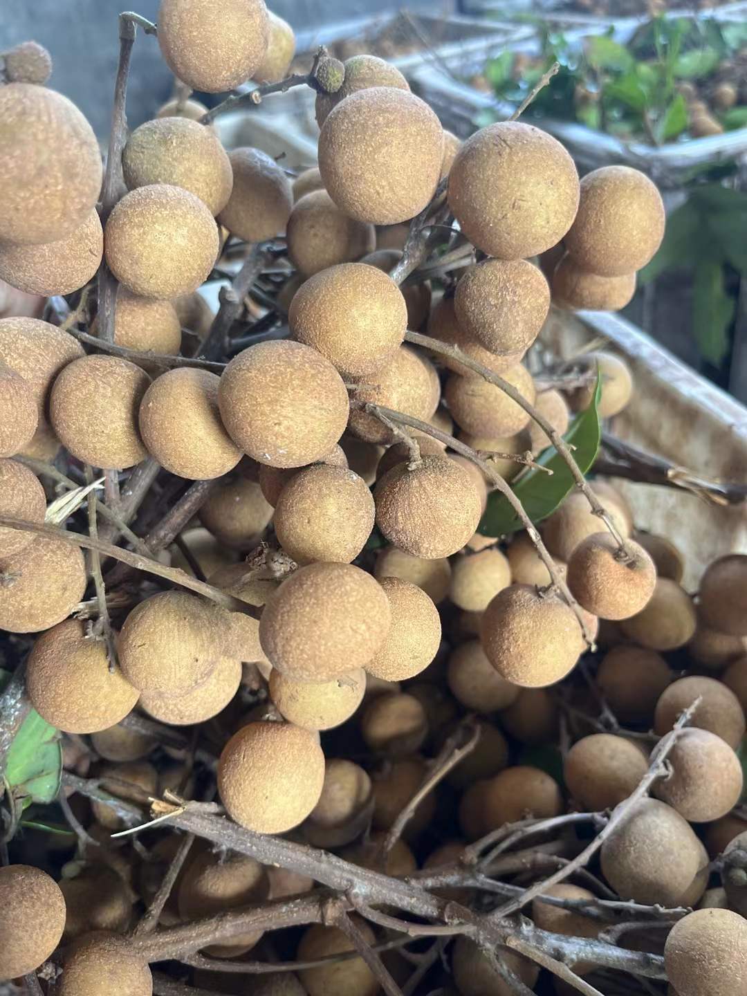 frozen longan manufacturer