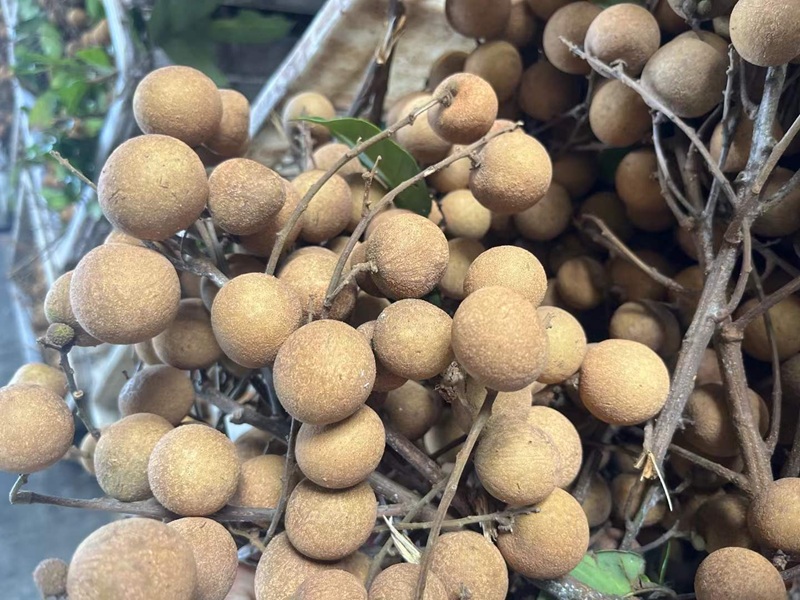 IQF Frozen Longan Fruits manufacturer｜IQF Longan Without Shell