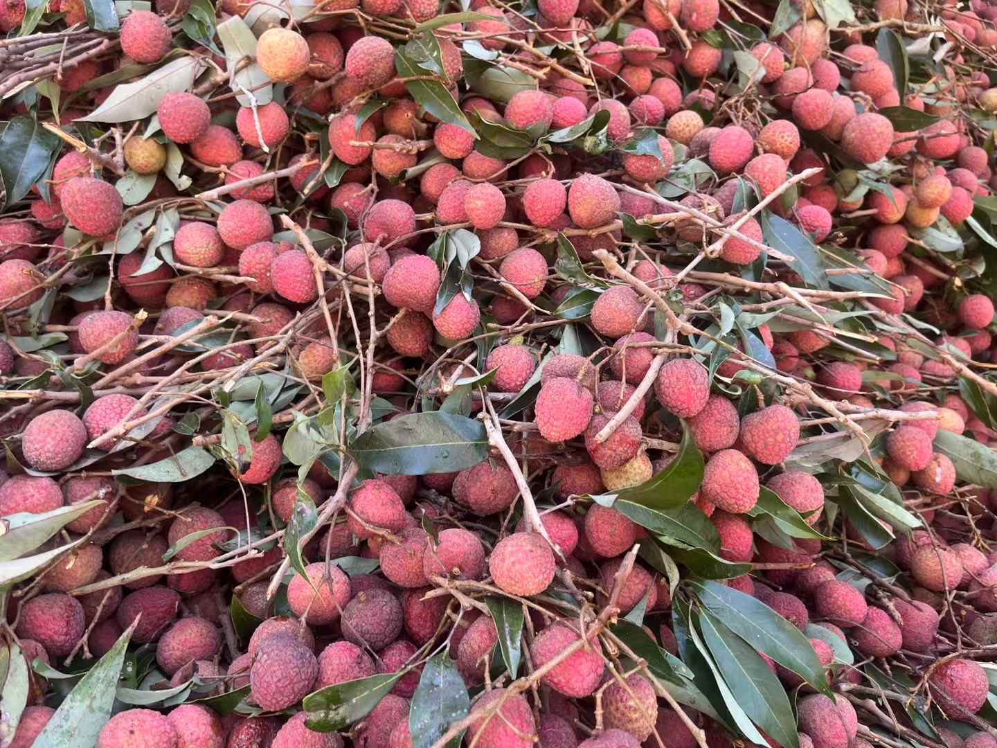 IQF Peeled Frozen Lychee manufacturer
