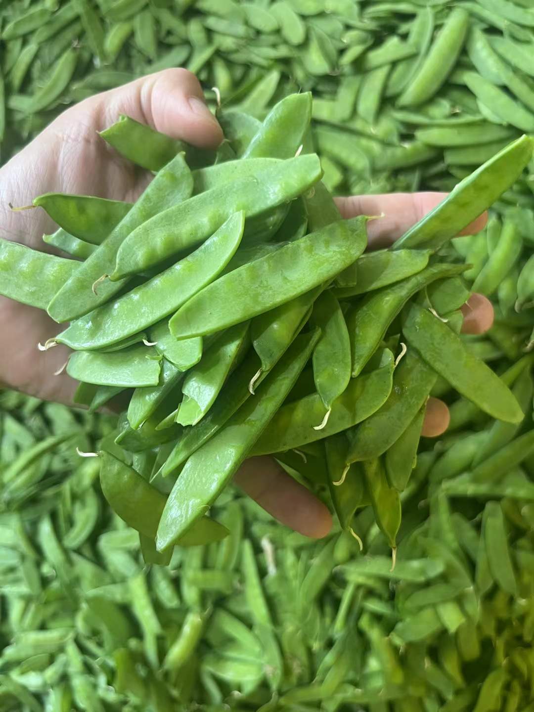 frozen sugar snap pea manufacturer