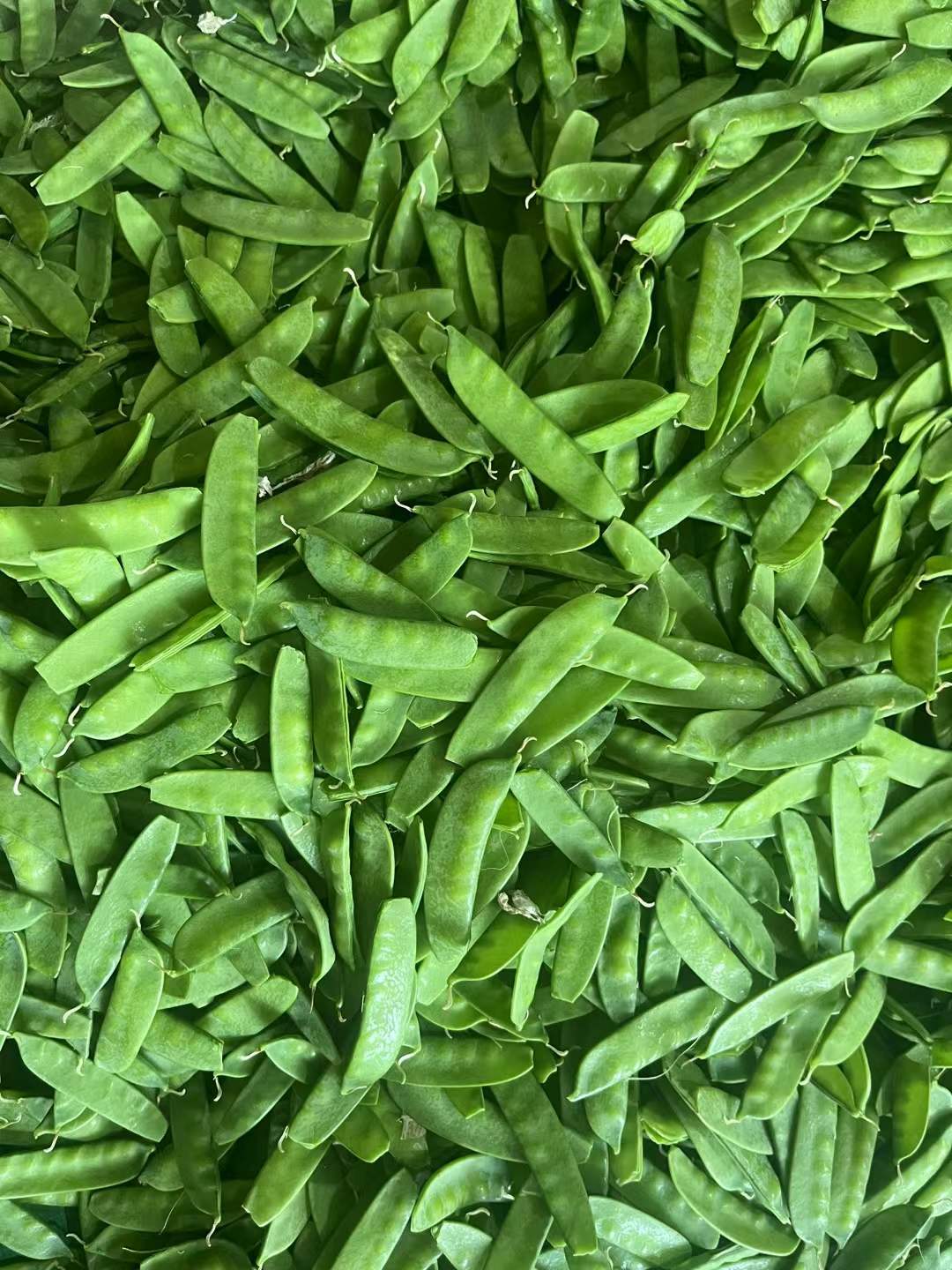 IQF frozen sugar snap pea