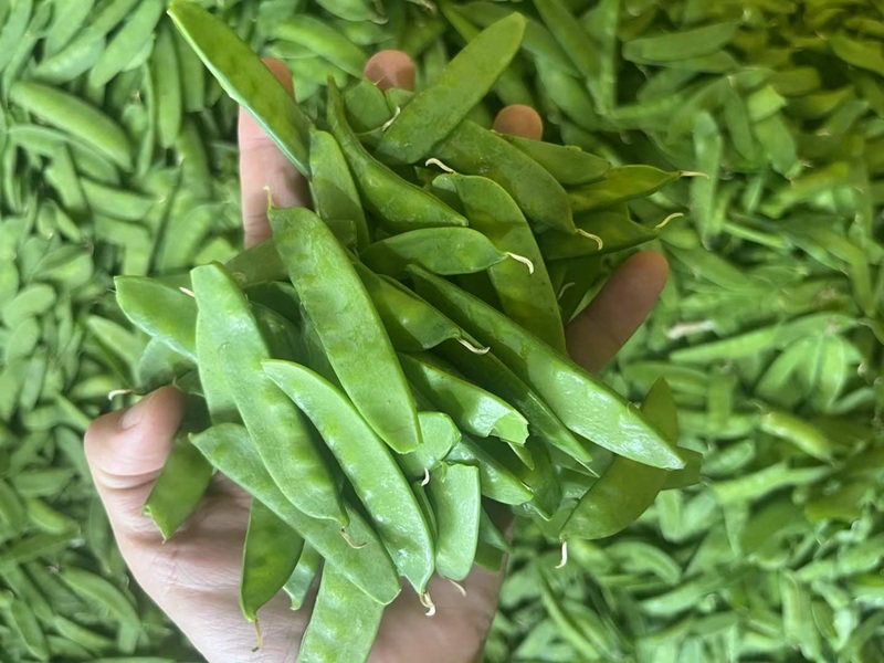 Frozen Snow Pea Pods manufacturer｜IIQF Frozen Green Pea Pods