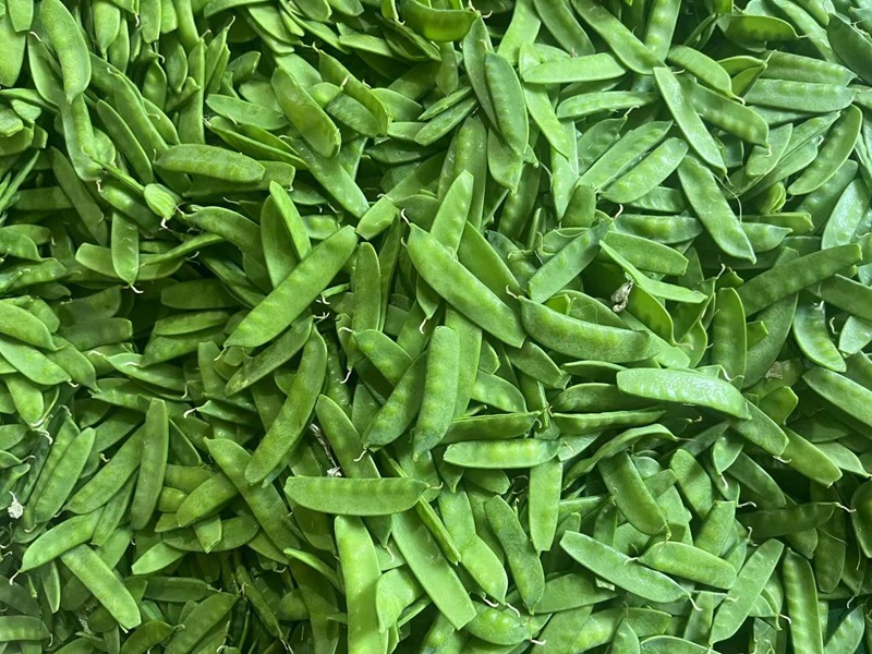 Frozen Snow Pea Pods manufacturer｜IIQF Frozen Green Pea Pods