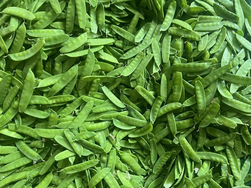 Frozen Snow Pea Pods manufacturer｜IIQF Frozen Green Pea Pods