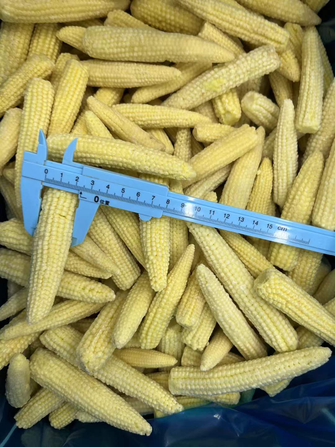 wholesale export frozen baby corn cobs