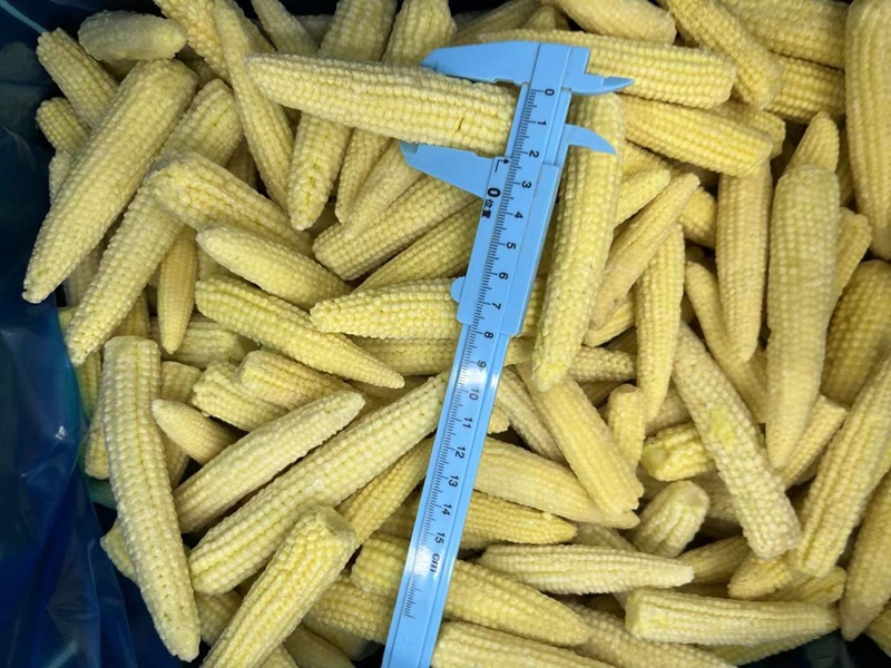 wholesale export frozen baby corn cobs｜frozen baby corn supplier