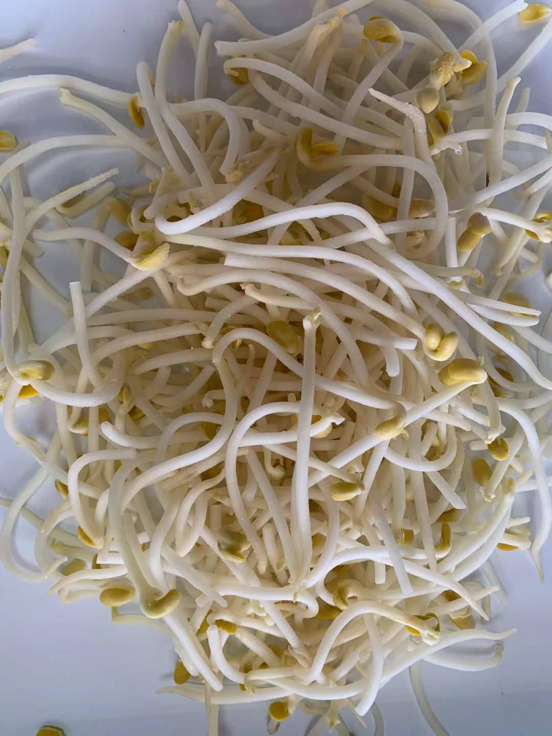 frozen bean sprouts manufacturer