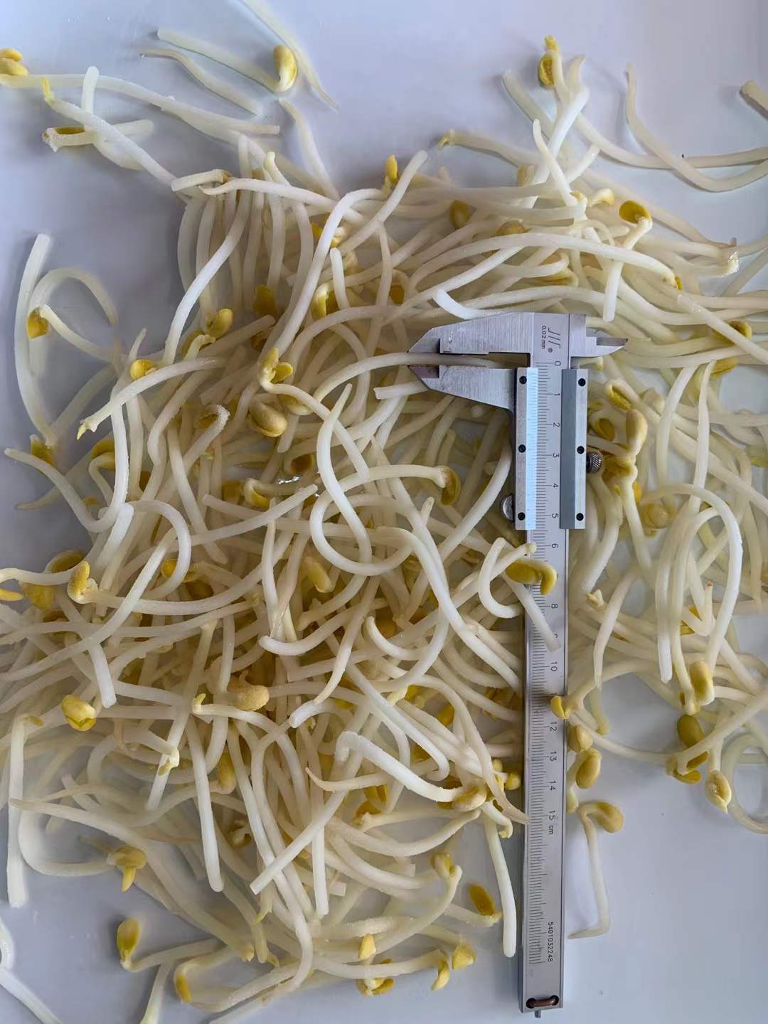 frozen bean sprouts wholesale