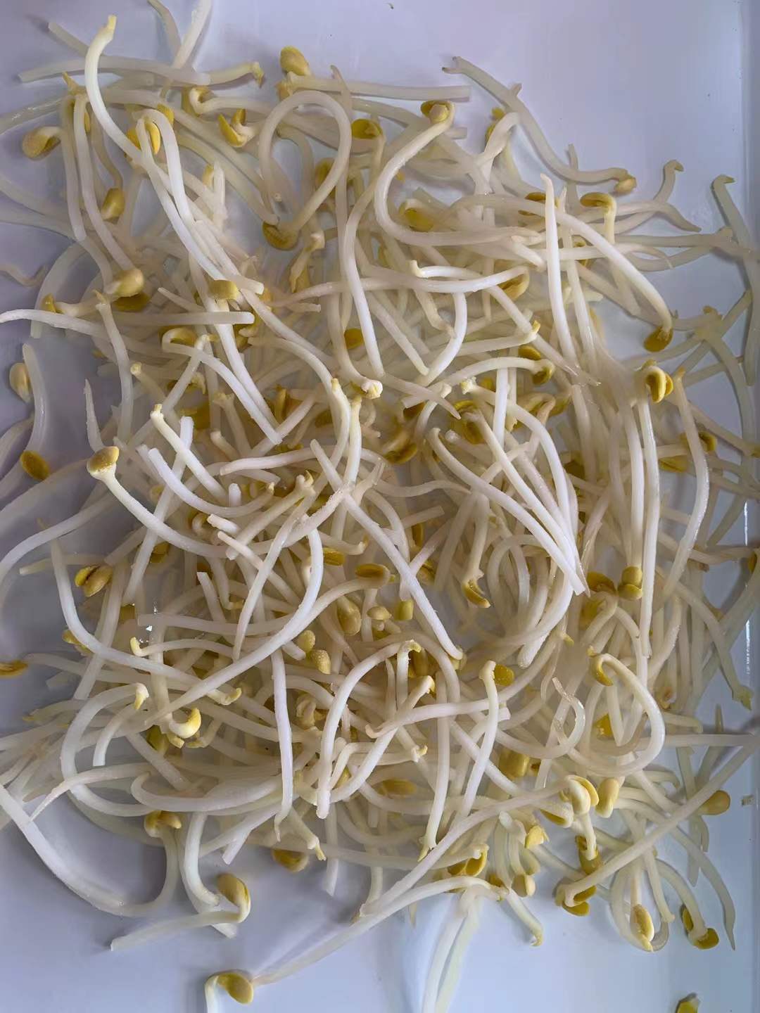 frozen bean sprouts supplier