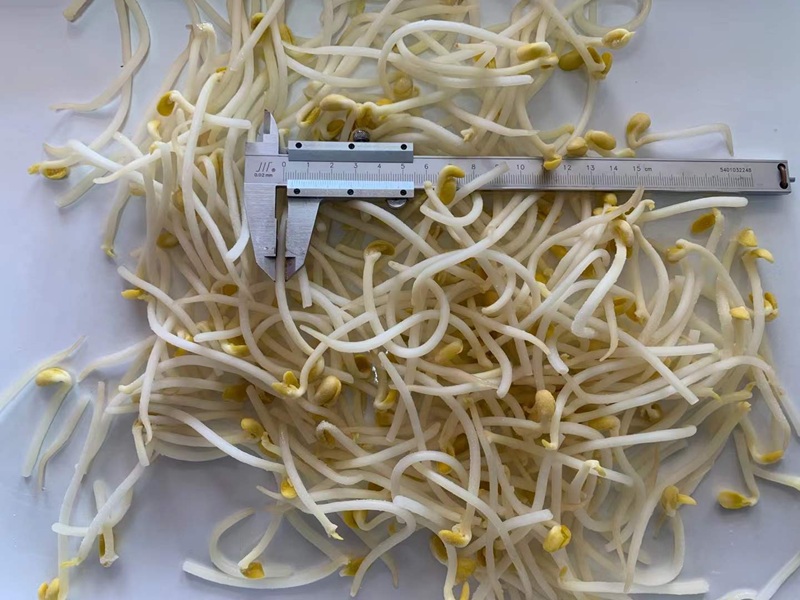 IQF Frozen Bean Sprouts: Bulk Wholesale & B2B Supply from China Manufacturer