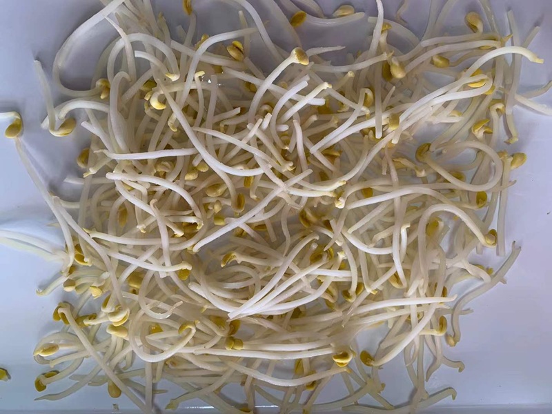 IQF Frozen Bean Sprouts: Bulk Wholesale & B2B Supply from China Manufacturer