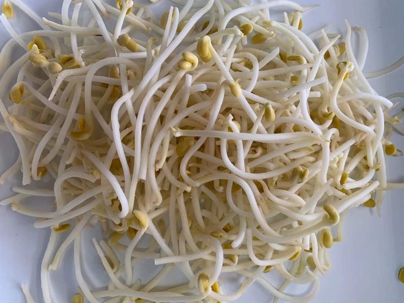 IQF Frozen Bean Sprouts: Bulk Wholesale & B2B Supply from China Manufacturer