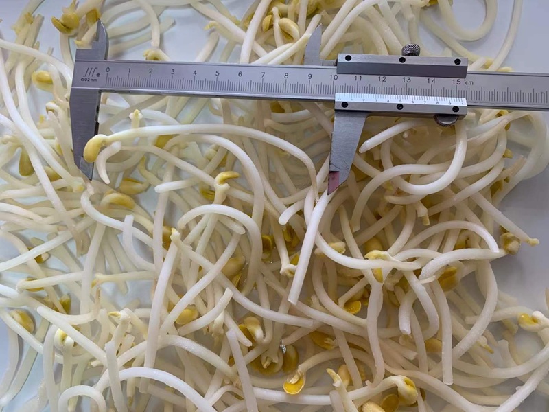 IQF Frozen Bean Sprouts: Bulk Wholesale & B2B Supply from China Manufacturer