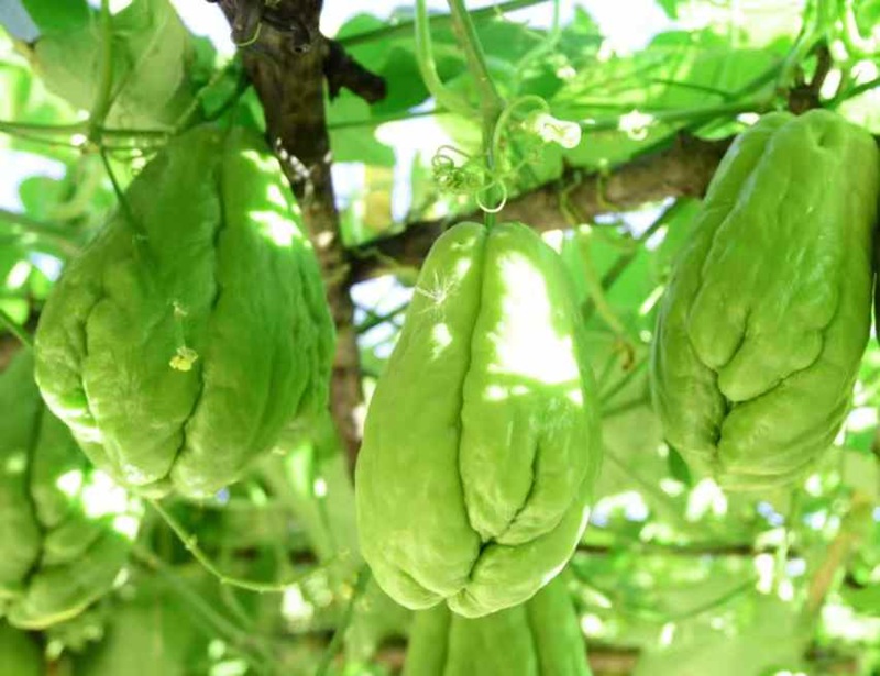 Frozen Chayote Strips | Bulk Wholesale Supplier from China