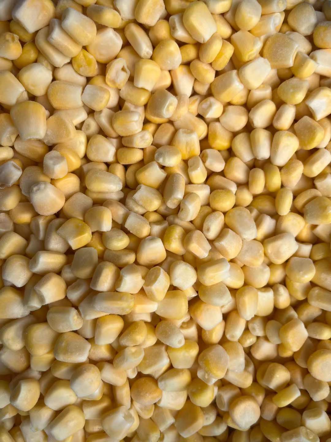 Frozen Corn Kernels manufacturer