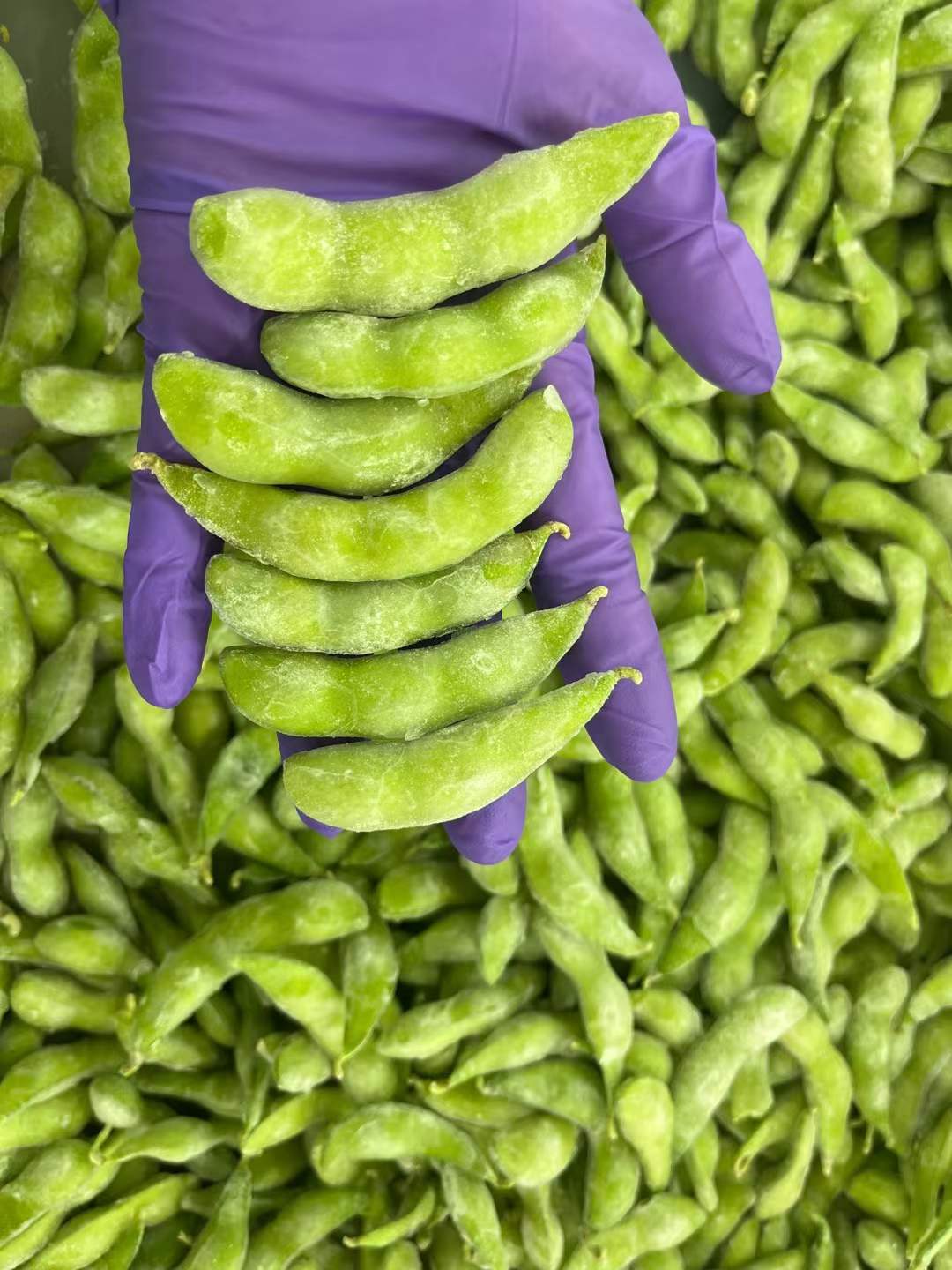 wholesale bulk frozen edamame beans