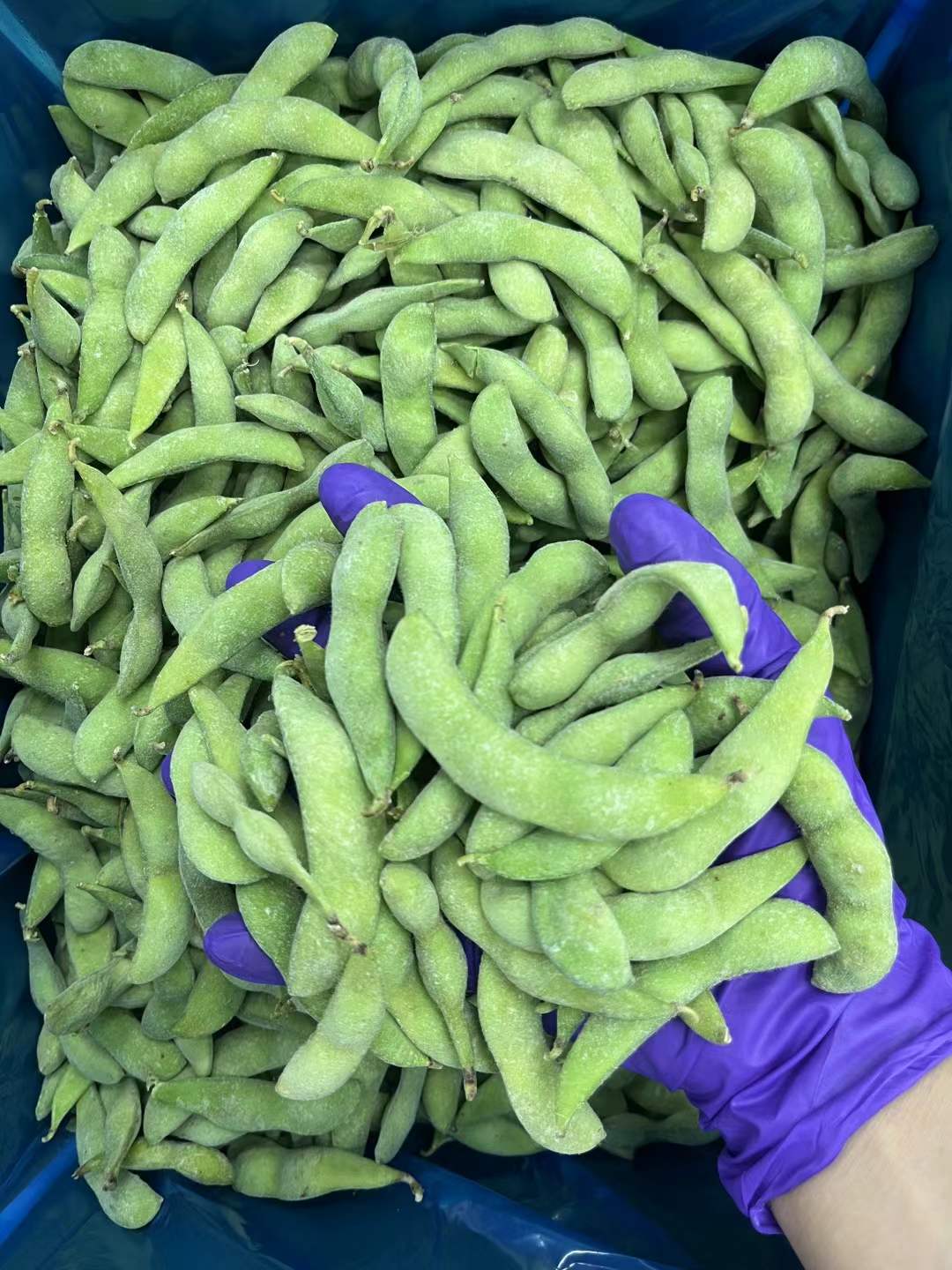 wholesale bulk frozen edamame beans