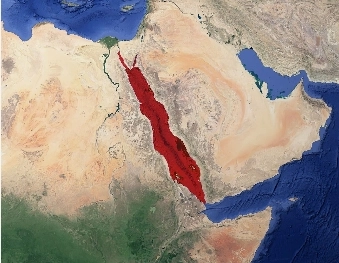 Red Sea Crisis Escalates: Profound Impact on Global Shipping And Supply Chains