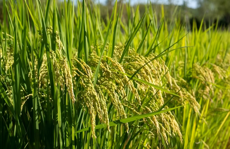 Pesticide Additive Series