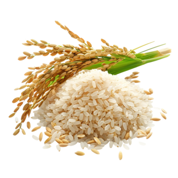 Rice & Grain