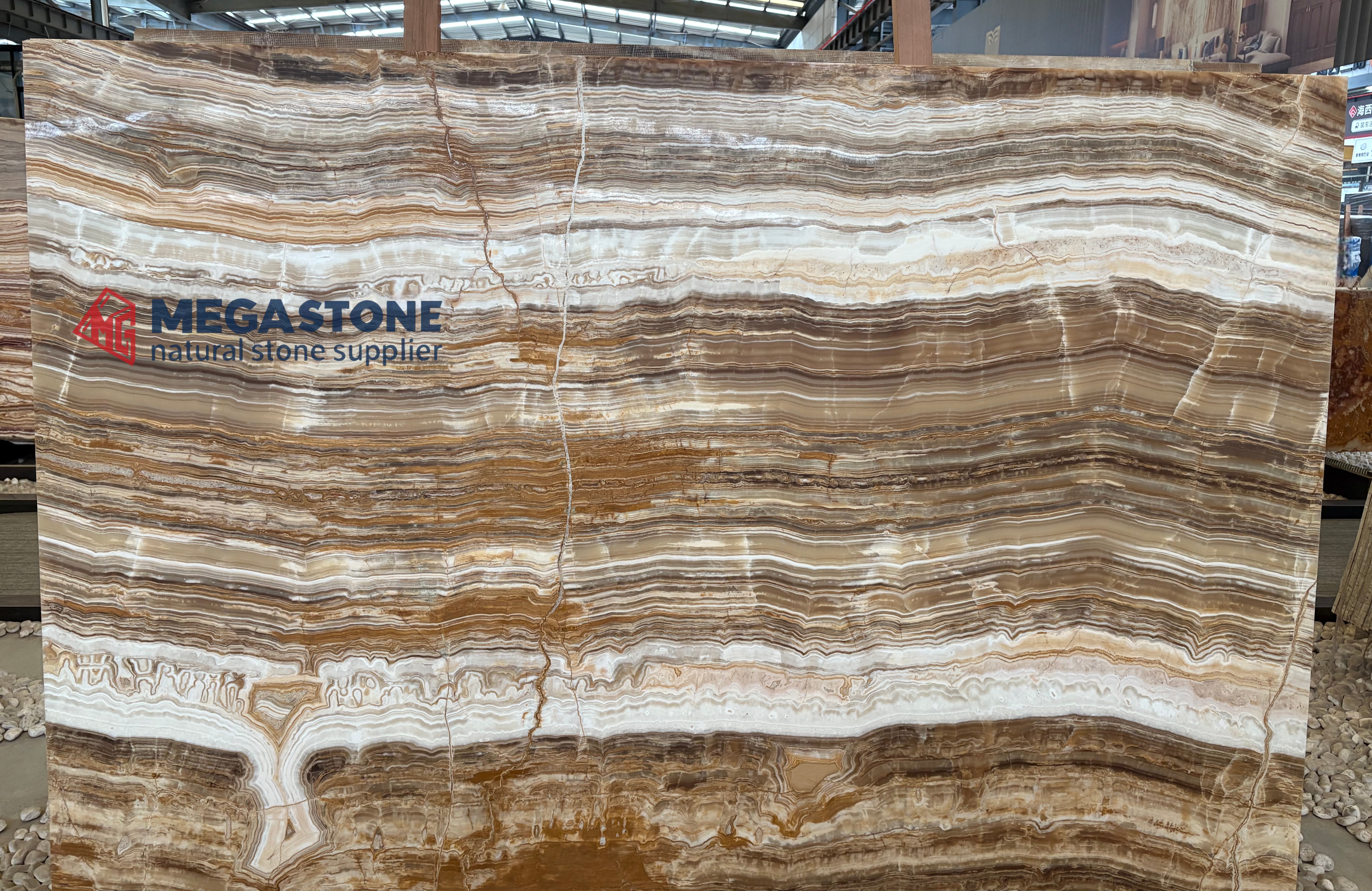 Brown Traonyx