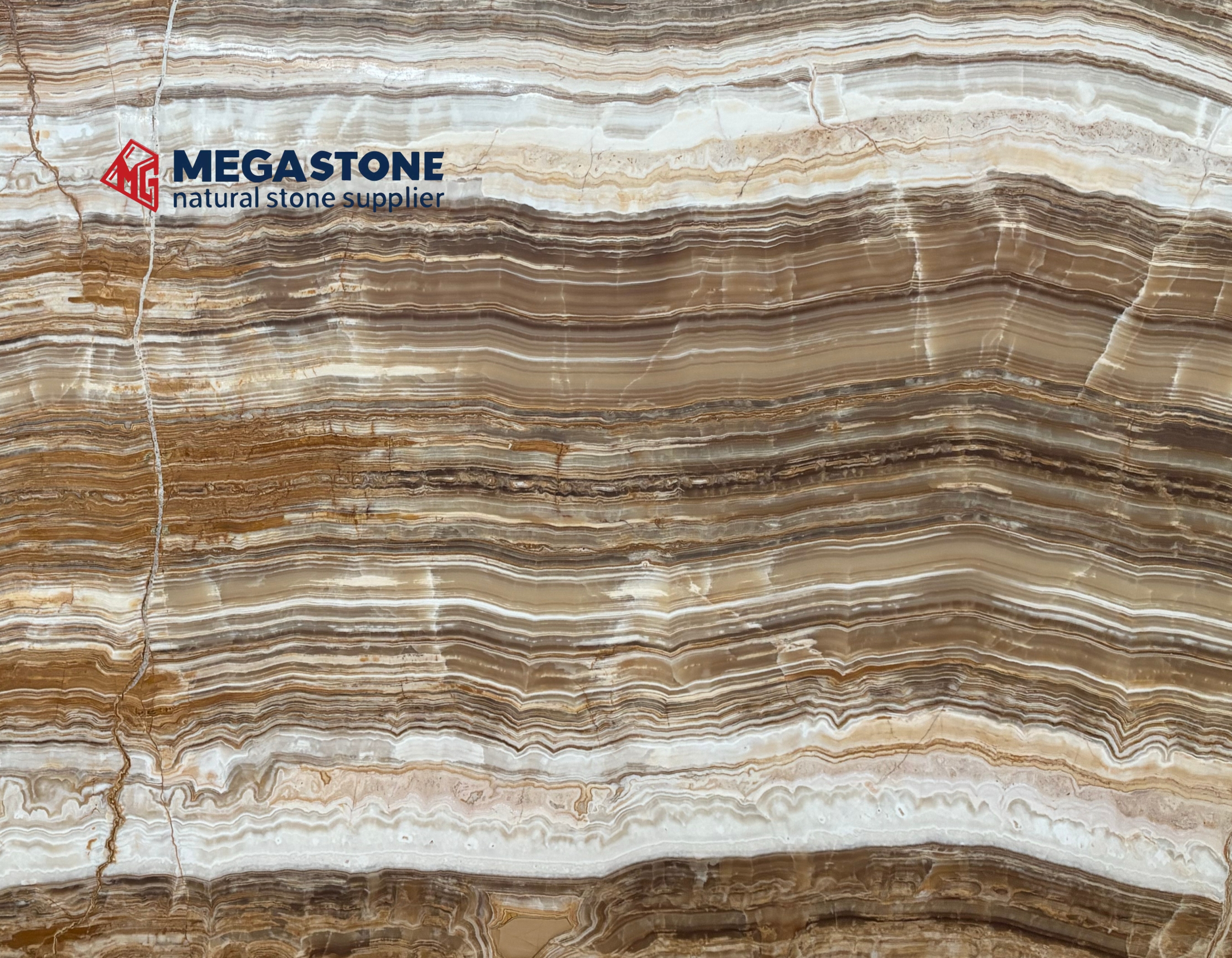 Brown Traonyx