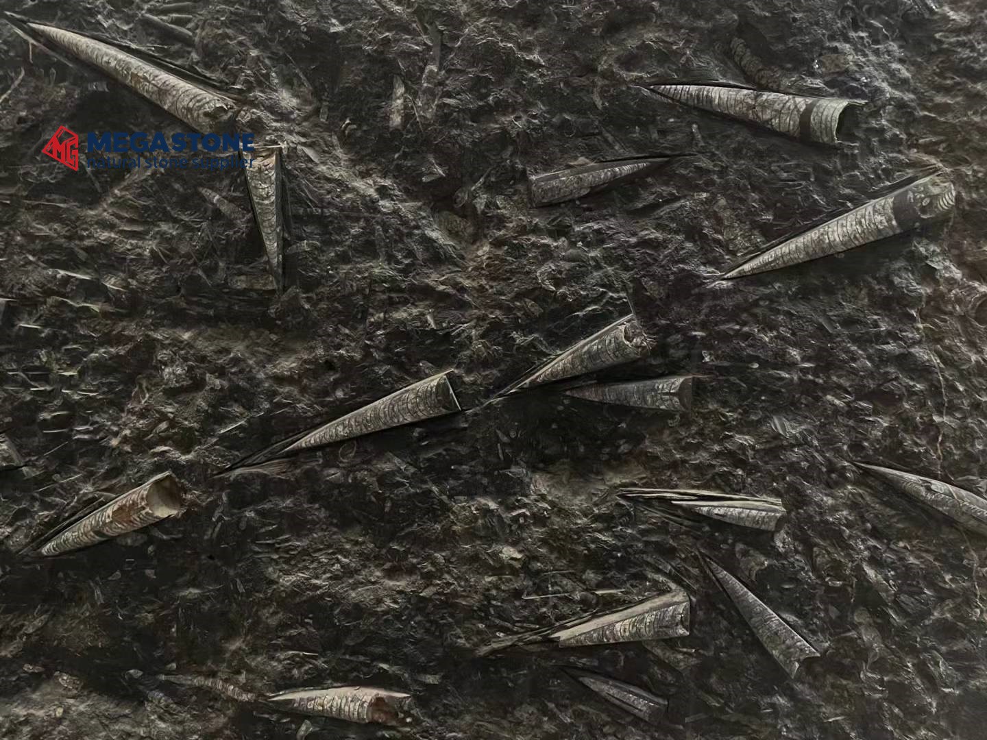 Fossil Black Marble Countertop Supplier