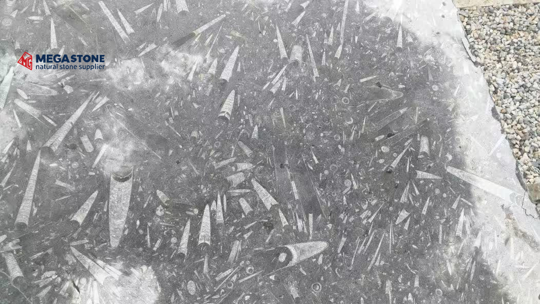 Fossil Black Marble Slab Bulk Purchase