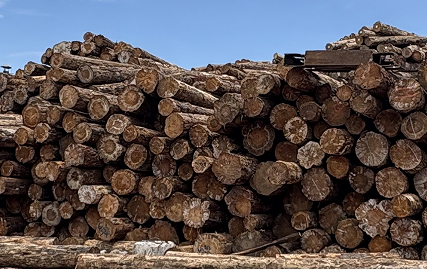 Why choose the Radiata Pine?