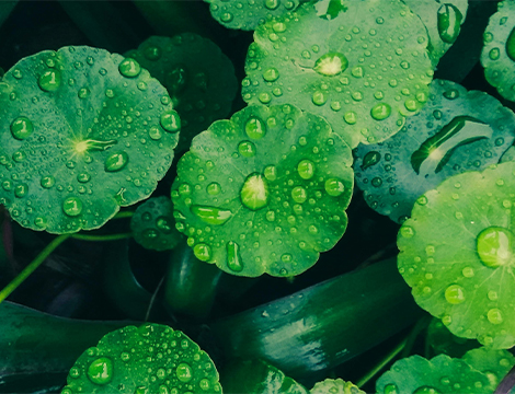 Natural Phytochemistry